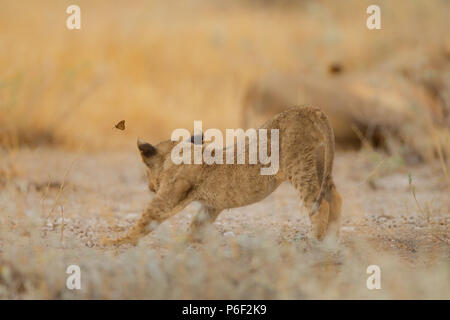 Lion Cub jouant avec un papillon Banque D'Images