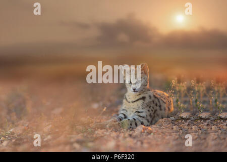 Serval chat pendant le coucher du soleil Banque D'Images