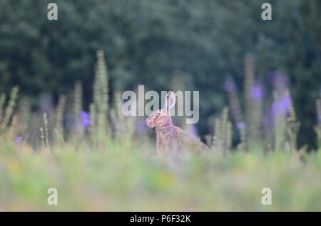 Jack Rabbit Hare dans le désert Banque D'Images