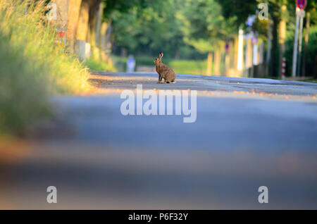 Jack Rabbit Hare dans le désert Banque D'Images