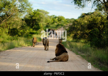 Les lions mâles éléphants coalition hunter lions, lions de la chasse à l'éléphant Banque D'Images