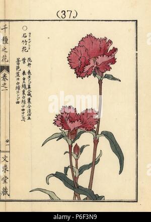 Karanadeshiko sekichiku ou rose, Chine, Dianthus chinensis. Gravure sur bois coloriée par Kono Bairei Senshu de no Hana (mille variétés de fleurs), Bunkyudo, Kyoto, 1900. Banque D'Images