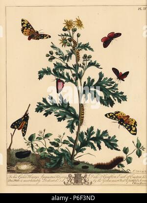 Espèce de cinabre, Tyria jacobaeae, crème spot Tiger Moth, Epicallia villica, et regarda, sphynx Smerinthus ocellatus, sur une plante, séneçon vulgaire Jacobaea. Moses Harris fonde son illustration sur l'amiral Jacob's. Lithographie coloriée après une illustration par Moses Harris de 'l'Aurelian ; une histoire naturelle des papillons et les papillons, anglais' nouvelle édition édité par J. O. Westwood, publié par Henry Bohn, Londres, 1840. Banque D'Images