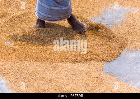 Moulin à riz traditionnel tour travailleur plus de paddy pour le séchage au soleil à l'Upazila, Ishwardi Pabna Division District à Rajshahi, Bangladesh. Banque D'Images