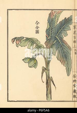 Bashou ou japonais, bananier Musa basjoo. Gravure sur bois coloriée par Kono Bairei Bana Hyakushu de Kusa (une centaine de variétés de fleurs), Tokyo, Yamada, 1901. Banque D'Images