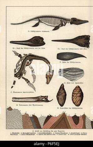 Les fossiles de tête de crocodile Jurassique Teleosaurus, squelette de reptile marin Plesiosaurus macrocephalus, squelette, tête et dent de reptile marin Ichthyosaurus communis, dent de dinosaure Iguanodon, et excréments fossiles (coprolites) d'ichtyosaure. Chromolithographie de Dr. Fr. Rolle's "La géologie et la Paléontologie de Gotthilf Heinrich von Schubert's Naturgeschichte', 'Schreiber, Munich, 1886. Banque D'Images