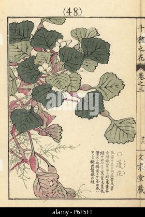 Hishinohana ou japonais, de l'eau fleur caltrop Trapa japonica. Gravure sur bois coloriée par Kono Bairei Senshu de no Hana (mille variétés de fleurs), Bunkyudo, Kyoto, 1889. Banque D'Images