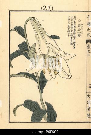 Sagariyuri ou bambou, lily Lilium japonicum Thunb. Gravure sur bois coloriée par Kono Bairei Senshu de no Hana (mille variétés de fleurs), Bunkyudo, Kyoto, 1889. Banque D'Images