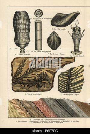 Conifères disparues Voltzia heterophylla, fougère Jurassique Pterophyllum jaegeri, Encrinus liliiformis crinoïde du Trias Trias, Gervillia mollusques socialis, Coenothyris vulgaris shell lampe (Terebratula vulgaris) et du Trias Pemphix sueurii de homard. Chromolithographie de Dr. Fr. Rolle's "La géologie et la Paléontologie de Gotthilf Heinrich von Schubert's Naturgeschichte', 'Schreiber, Munich, 1886. Banque D'Images