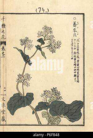 Soba ou le sarrasin, Fagopyrum esculentum. Gravure sur bois coloriée par Kono Bairei Senshu de no Hana (mille variétés de fleurs), Bunkyudo, Kyoto, 1900. Banque D'Images