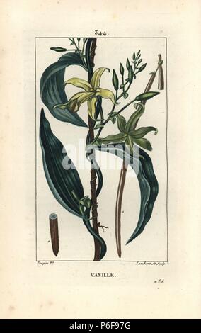 Orchidée vanille, vanille, Epidendron avec fleur, le charançon de la feuille. Crépi coloriée à la gravure sur cuivre par Junior Lambert d'après un dessin de Pierre Jean François Turpin de Chaumeton, Poiret et Chamberet's 'La Flore medicale,' Paris, Panckoucke, 1830. Turpin (17751840) a été l'un des trois géants de l'art botanique français de l'époque aux côtés de Pierre Joseph Redoute et Pancrace Bessa. Banque D'Images