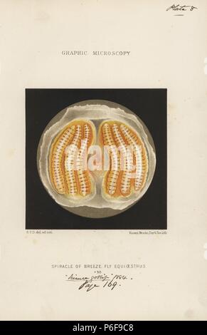 Le cheval de spiracle bot fly, Gasterophilus intestinalis (synchronisation de l'equi), grossie x50. Chromolithographie après une illustration par E.T.D., lithographiée par Vincent Brooks, de 'plaques' Microscopie graphique pour illustrer 'Hardwicke's Gossip Science, Londres, 1865-1885. Banque D'Images