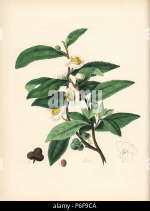 Plateau, Camellia sinensis, avec des fleurs, feuilles et fruits. Zincograph coloriée par Chabots dessiné par Mlle M. A. Burnett de sa 'Plantae Utiliores : ou des illustrations de plantes utiles,' Whittaker, Londres, 1842. Mme Burnett a appelé l'illustrations botaniques, mais le texte était principalement par son défunt frère, botaniste britannique, Gilbert Thomas Burnett (1800-1835). Banque D'Images