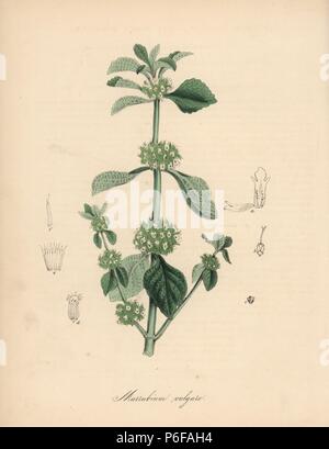 Marrubium vulgare, ballote blanc. Zincograph coloriée par C. Chabot dessiné par Mlle M. A. Burnett de sa 'Plantae Utiliores : ou des illustrations de plantes utiles,' Whittaker, Londres, 1842. Mme Burnett a appelé l'illustrations botaniques, mais le texte était principalement par son défunt frère, botaniste britannique, Gilbert Thomas Burnett (1800-1835). Banque D'Images