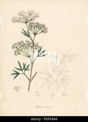 L'eau à feuilles longues ou de pruche, cowbane Cicuta virosa. Zincograph coloriée par C. Chabot dessiné par Mlle M. A. Burnett de sa 'Plantae Utiliores : ou des illustrations de plantes utiles,' Whittaker, Londres, 1842. Mme Burnett a appelé l'illustrations botaniques, mais le texte était principalement par son défunt frère, botaniste britannique, Gilbert Thomas Burnett (1800-1835). Banque D'Images