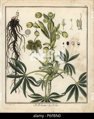 L'hellébore fétide helleborus foetidus,. La gravure sur cuivre coloriée par F. Guimpel de Dr. Friedrich Gottlob Hayne's Botanique Médicale, Berlin, 1822. Hayne (1763-1832) était un botaniste allemand, apothicaire et professeur de botanique pharmaceutique à l'Université de Berlin. Banque D'Images