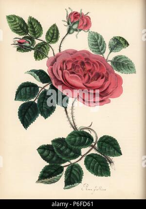 French rose, Rosa Gallica, avec des fleurs, des bourgeons, des feuilles et de la tige d'épines. Zincograph coloriée par Chabots dessiné par Mlle M. A. Burnett de sa 'Plantae Utiliores : ou des illustrations de plantes utiles,' Whittaker, Londres, 1842. Mme Burnett a appelé l'illustrations botaniques, mais le texte était principalement par son défunt frère, botaniste britannique, Gilbert Thomas Burnett (1800-1835). Banque D'Images