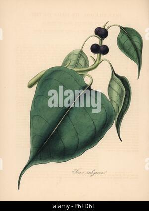 Fig Ficus religiosa, sacré. Zincograph coloriée par C. Chabot dessiné par Mlle M. A. Burnett de sa 'Plantae Utiliores : ou des illustrations de plantes utiles,' Whittaker, Londres, 1842. Mme Burnett a appelé l'illustrations botaniques, mais le texte était principalement par son défunt frère, botaniste britannique, Gilbert Thomas Burnett (1800-1835). Banque D'Images