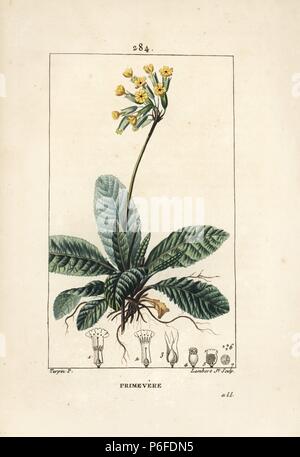 Coucou bleu, Primula veris, montrant fleur, Feuilles et racines. Crépi coloriée à la gravure sur cuivre par Junior Lambert d'après un dessin de Pierre Jean François Turpin de Chaumeton, Poiret et Chamberet's 'La Flore medicale,' Paris, Panckoucke, 1830. Turpin (17751840) a été l'un des trois géants de l'art botanique français de l'époque aux côtés de Pierre Joseph Redoute et Pancrace Bessa. Banque D'Images