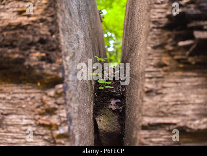 De plus en plus d'arbustes à l'intérieur de l'arbre en décomposition ; UNCC Botanical Gardens Banque D'Images