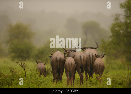 Troupeau de gnous sous Gnu la luxuriante Kruger on a rainy day Banque D'Images