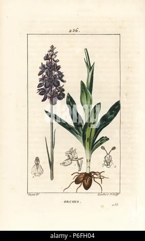 Early Purple orchid, Orchis mâle ou mascula, avec fleur, tige, feuille et l'ampoule. Crépi coloriée à la gravure sur cuivre par Junior Lambert d'après un dessin de Pierre Jean François Turpin de Chaumeton, Poiret et Chamberet's 'La Flore medicale,' Paris, Panckoucke, 1830. Turpin (17751840) a été l'un des trois géants de l'art botanique français de l'époque aux côtés de Pierre Joseph Redoute et Pancrace Bessa. Banque D'Images