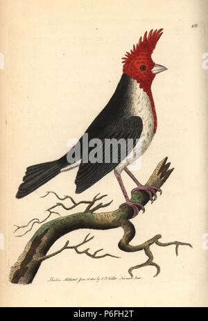 À crête rouge cardinal, Paroaria coronata (Crested République Dominicaine cardinal, Loxia cucullata). . Illustration dessiné et gravé par Richard Nodder Sciences. Coloriée à la gravure sur cuivre de George Shaw et Frederick Nodder's 'Le Naturalist's Miscellany, Londres, 1800. Banque D'Images