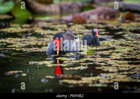 La Gallinule poule-d'eau Gallinula chloropus, mère, et les jeunes sur le Rio Chagres, parc national de Soberania, République du Panama. Banque D'Images