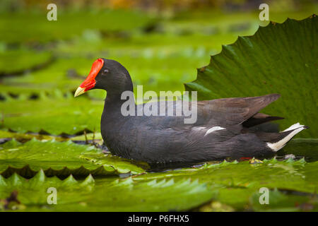 La Gallinule poule-d'eau Gallinula chloropus,, sur le Rio Chagres, parc national de Soberania, République du Panama. Banque D'Images