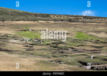 Les manchots de Magellan dans la zone où les moutons paissent, Saunders Island, Îles Falkland Banque D'Images