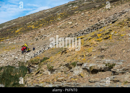 Photographes de la southern Rockhopper Penguin colony à Saunders Island, Îles Falkland Banque D'Images