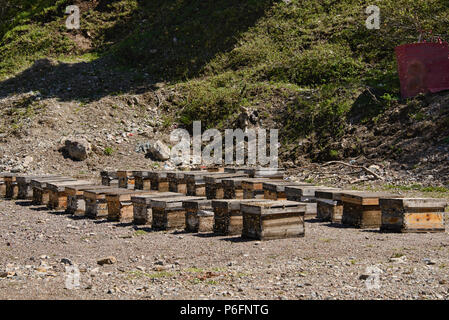 Groupe de ruches d'abeilles dans la campagne Banque D'Images