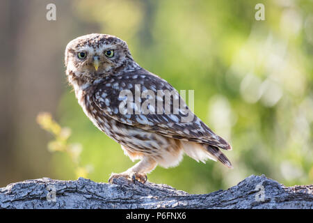 Pays de Galles, Royaume-Uni. 28 juin 2018. Un homme adulte petit hibou prend une pause de nourrir ses petits sur une soirée ensoleillée. Banque D'Images