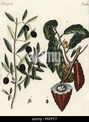 Olivier, Olea europaea 1, et le cacao ou le cacaoyer, Theobroma cacao, cacao 2 avec des fruits et les haricots. Coloriée à la gravure sur cuivre de Johann Friedrich de Bertuch Bilderbuch fur Kinder (Livre d'images pour les enfants), Weimar, 1792. Banque D'Images