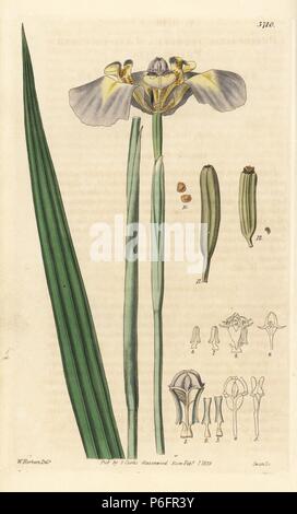 Coelestis (Phalocallis phalocallis couleur plomb, Phalocallis plumbea). La gravure sur cuivre coloriée après une illustration botanique par W. Herbert de William Jackson Hooker's Botanical Magazine, Londres, 1839. Banque D'Images