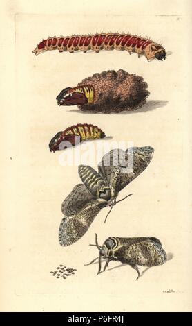 Papillon, de chèvre, amphibien, cossus Cossus caterpillar, oeufs et nymphe (Phalaena cossus). Illustration dessiné et gravé par Richard Nodder Sciences. Coloriée à la gravure sur cuivre de George Shaw et Frederick Nodder's Le Naturalist's Miscellany, Londres, 1806. Banque D'Images