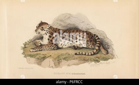 L'ocelot, Leopardus pardalis. Gravée par Thomas après Landseer une illustration par Charles Hamilton Smith. Coloriée à la gravure sur cuivre de Edward Griffith le royaume animal par le Baron Cuvier, Londres, Whittaker, 1825. Banque D'Images