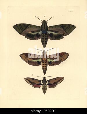 La sphinx, satellitia 1 Annexes Références taxinomiques, femme, homme 2, et de l'euphorbe ésule hawk-moth, Hyles euphorbiae 3. Lithographie coloriée de John O. Westwood's nouvelle édition de Dru Drury's 'Illustrations d'Entomologie, exotiques' Bohn, Londres, 1837. Banque D'Images