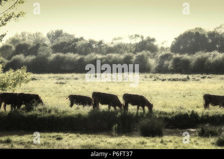 Sur l'eau du bétail meadows Banque D'Images