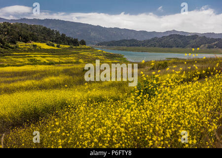 14 mai 2018, Ojai, CA, USA - moutarde jaune pousse où Lake Casitas permet d'être - la sécheresse Banque D'Images