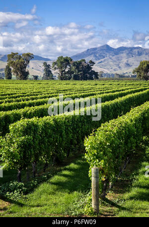 Peupler la région des vignobles de Marlborough, île du Sud, Nouvelle-Zélande. Banque D'Images