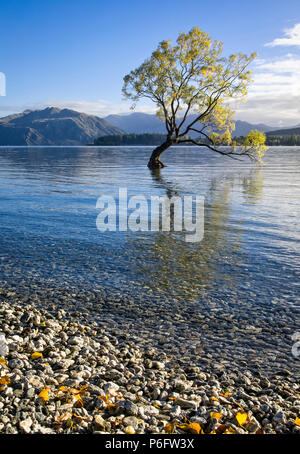 L'arbre isolé sur le lac Wanaka, île du Sud, Nouvelle-Zélande. Banque D'Images