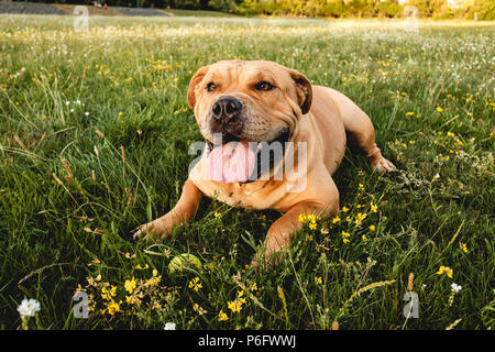 Brown dog cane corso se trouve dans un champ sur l'herbe verte Banque D'Images