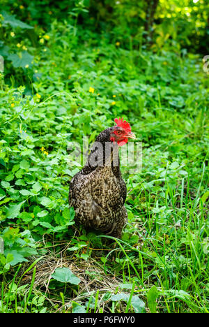 Poule gris marcher dans l'herbe à la ferme Banque D'Images