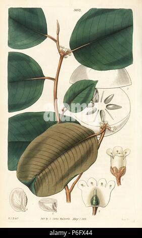 Étoiles à larges feuilles, Chrysophyllum cainito apple. La gravure sur cuivre coloriée par Swan après une illustration par William Jackson Hooker de Samuel Curtis's Botanical Magazine ', Londres, 1831. Banque D'Images