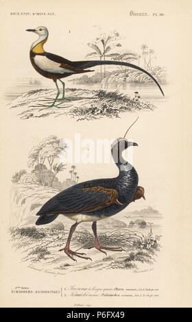 Pheasant-tailed jacana, Hydrophasianus chirurgus, cornes et screamer, Anhima cornuta. Gravure coloriée par Fournier après une illustration par Edouard Travies de Charles d'Orbigny, Dictionnaire Universel d'Histoire Naturelle (Dictionnaire d'Histoire Naturelle), Paris, 1849. Banque D'Images