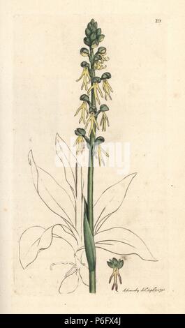 Orchidée Orchis anthropophora homme, (homme vert orchis, Ophrys anthropophora). La gravure sur cuivre coloriée après une illustration par James Sowerby de James Smith's English Botany, Londres, 1791. Banque D'Images