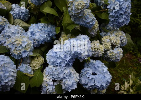 Hortensia bleu jardin avec des feuilles vertes dans le jardin 2018 Banque D'Images