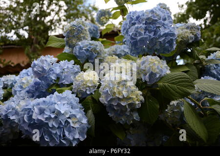 Hortensia bleu jardin avec des feuilles vertes dans le jardin Banque D'Images