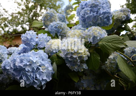 Hortensia bleu jardin avec des feuilles vertes dans le jardin Banque D'Images